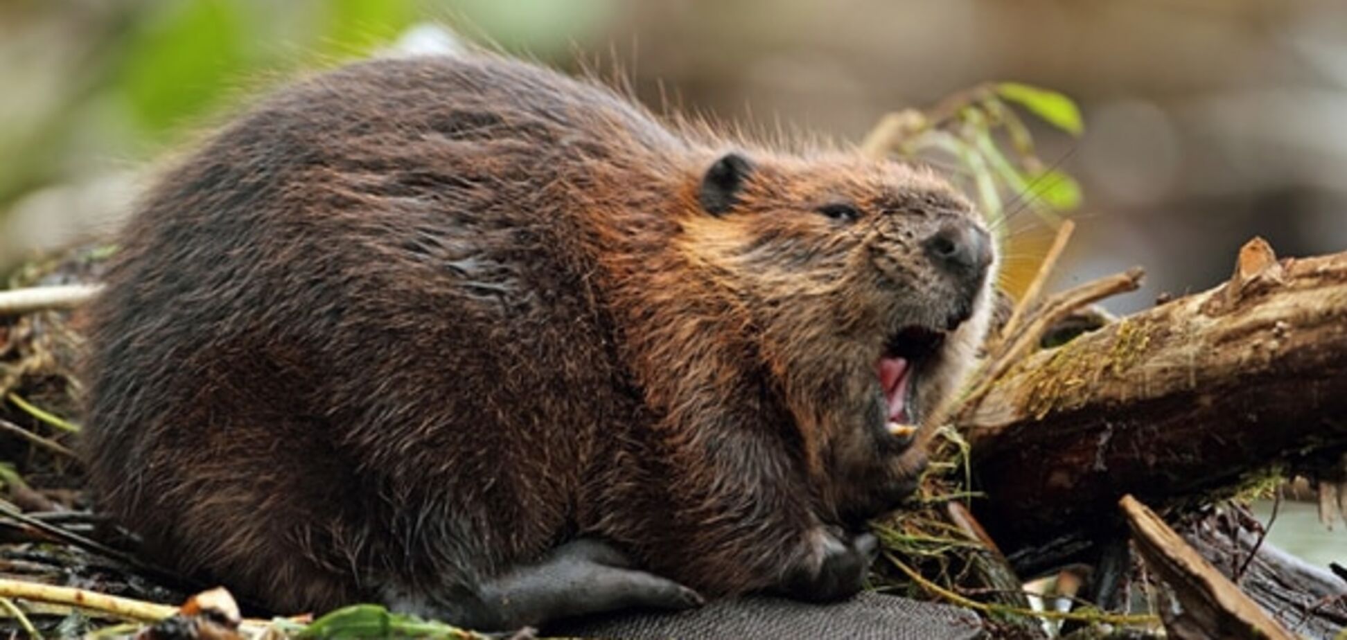 Вся надежда на бобров: эксперты рассказали, как потушить торфяники на Киевщине