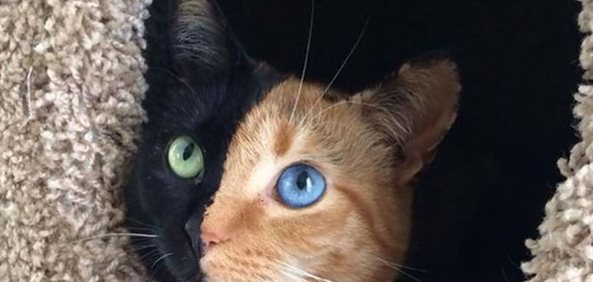 'Кіт-гітлер і сердечко на попі': найбільш незвичайні забарвлення тварин