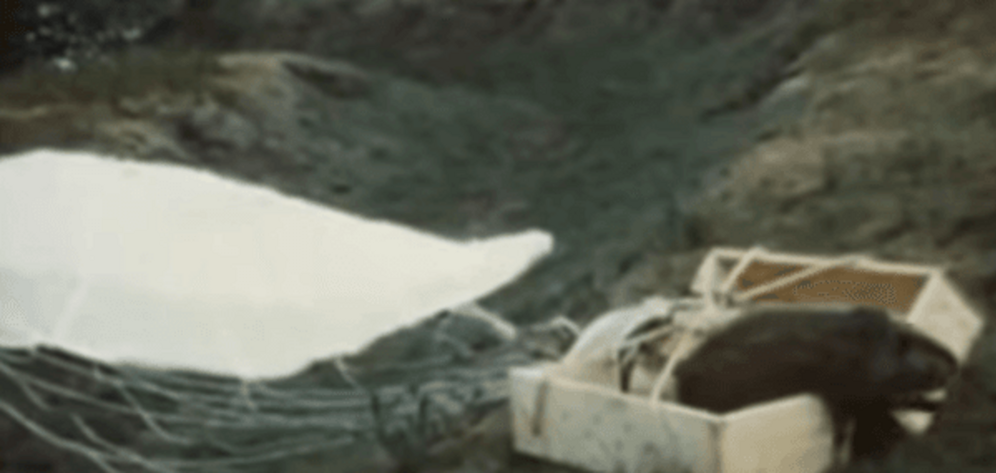 Полет бобра: американцы показали ретро-видео с грызунами-парашютистами