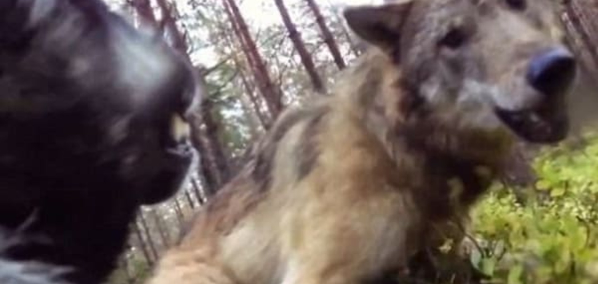 Двое на одного: в сети появилось шокирующее видео нападения волков на собаку