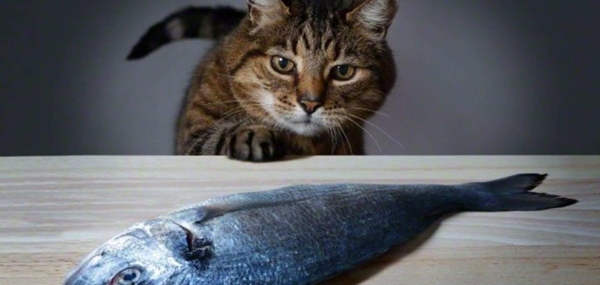 Ученые выяснили, почему кошки привередливы в еде