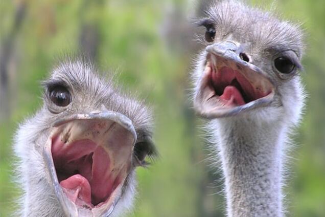 Премия 'Страуса': Путин на эшафот, Моуриньо не москаль и в бровь мне бедро