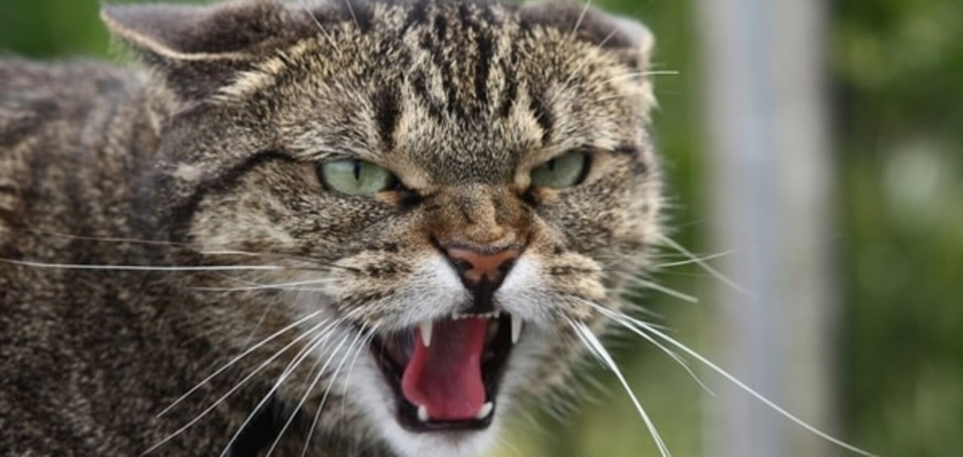 Ученые определили какие домашние кошки самые агрессивные