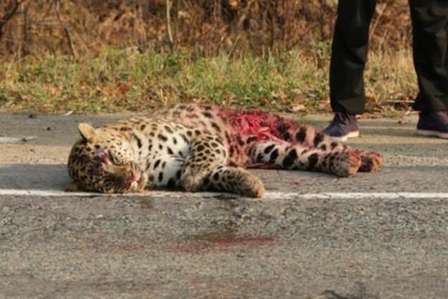 У Росії вбили знаменитого леопарда Іллі Лагутенка: фотофакт