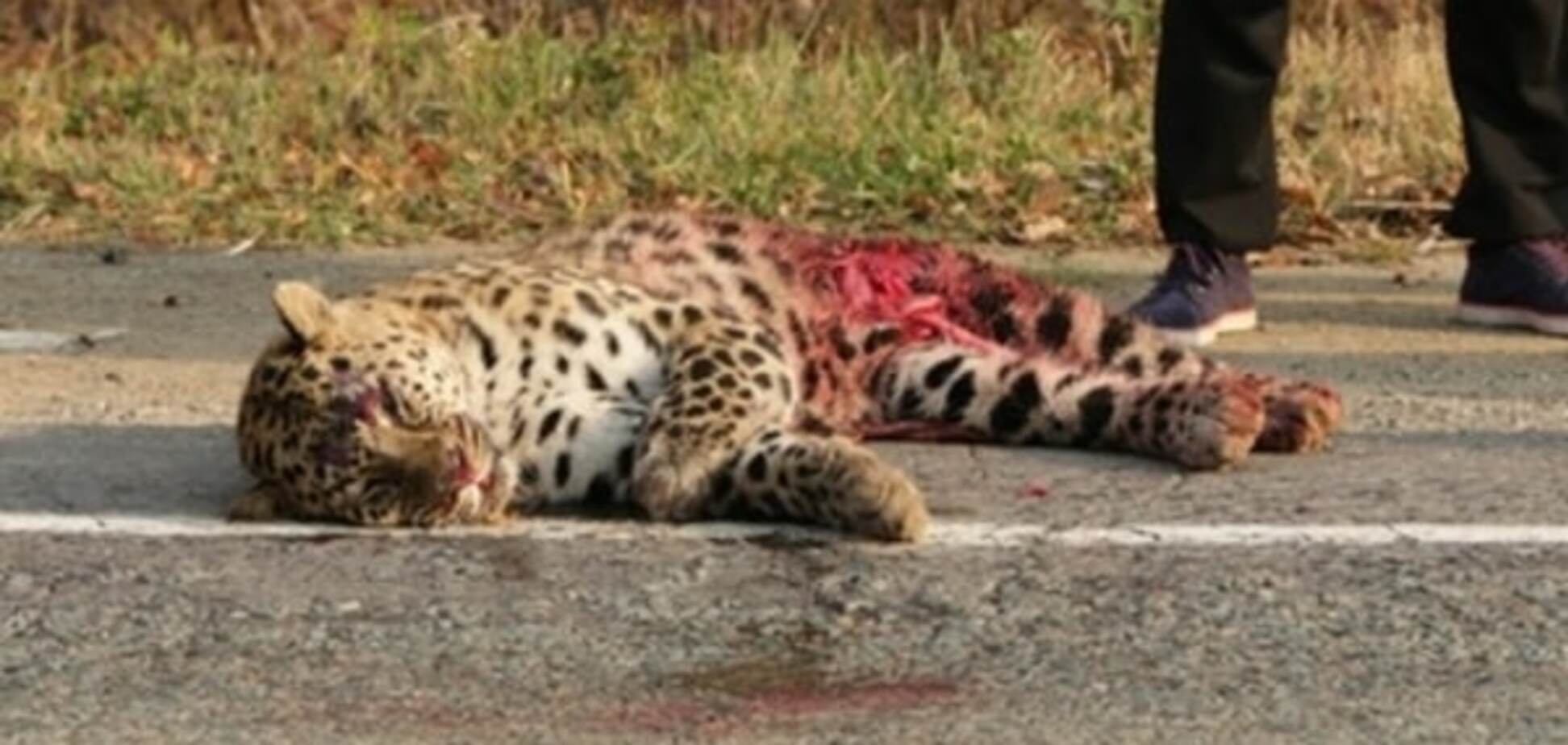 В России убили знаменитого леопарда Ильи Лагутенко: фотофакт