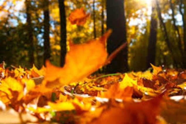 Синоптики обрадували погодою на тиждень в Україні