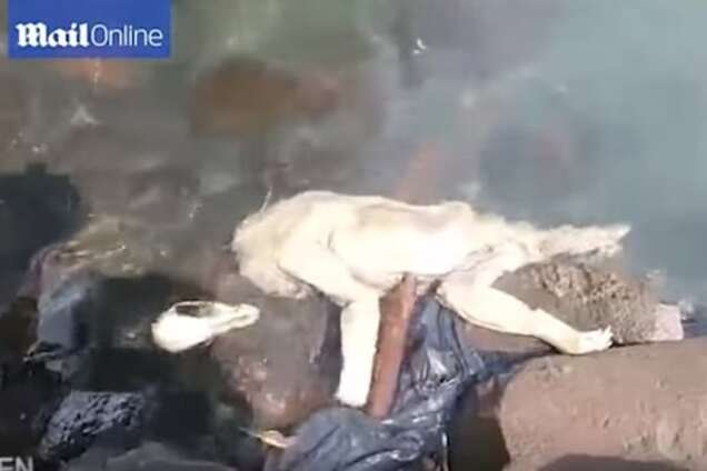 У Парагваї заявили про виявлення тіла чупакабри: опубліковано відео