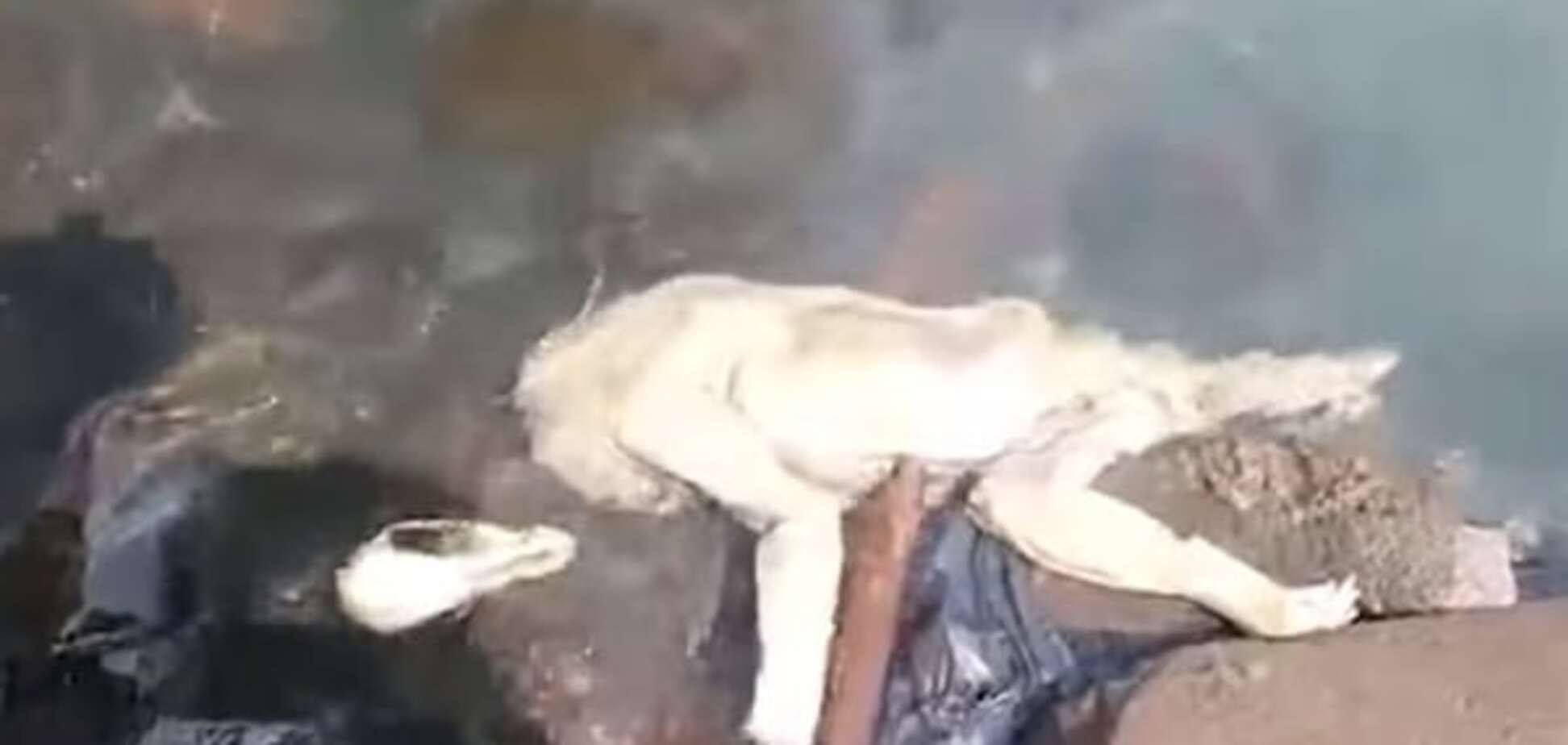 У Парагваї заявили про виявлення тіла чупакабри: опубліковано відео