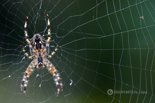 В США появился огромный паучий мост: видеофакт