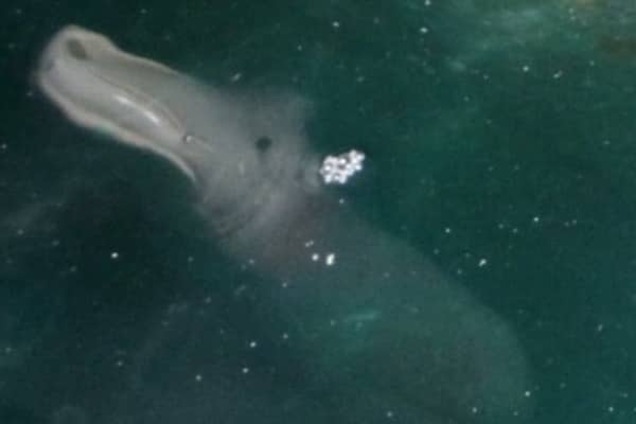 У берегов Греции нашли неведомое морское чудовище: фотофакт