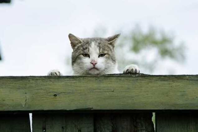 National Geographic показал лучшие фото за октябрь 2015 года