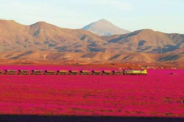 Розовое чудо: одна из самых сухих пустынь мира превратилась в ковер из цветов