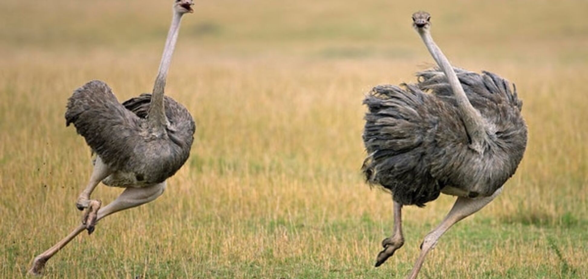 Премия 'Страуса': Путин попал в халепу, операция 'Кофе' и львовские ароматы Фарион