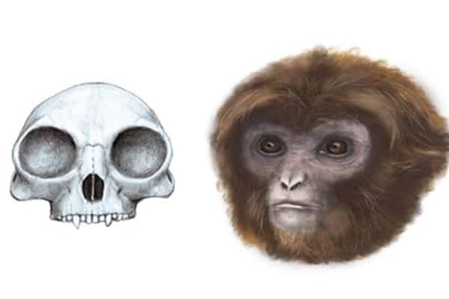 Вчені визначили, який вигляд мав мавпячий предок людини