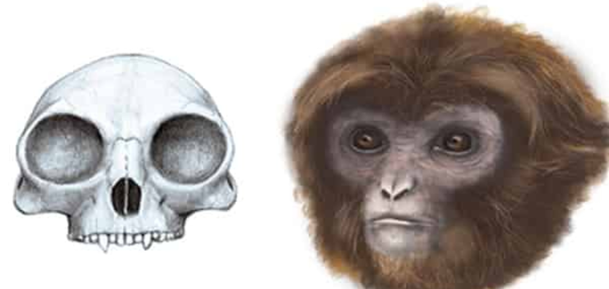 Ученые определили, как выглядел обезьяний предок человека
