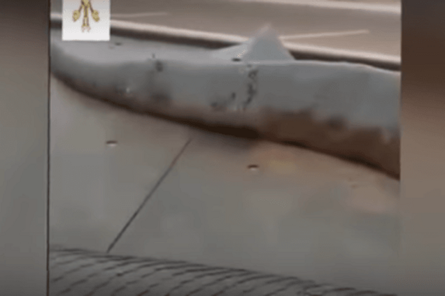 На встречу дьяволу. В Таиланде испугались змея-'людожера': видеофакт