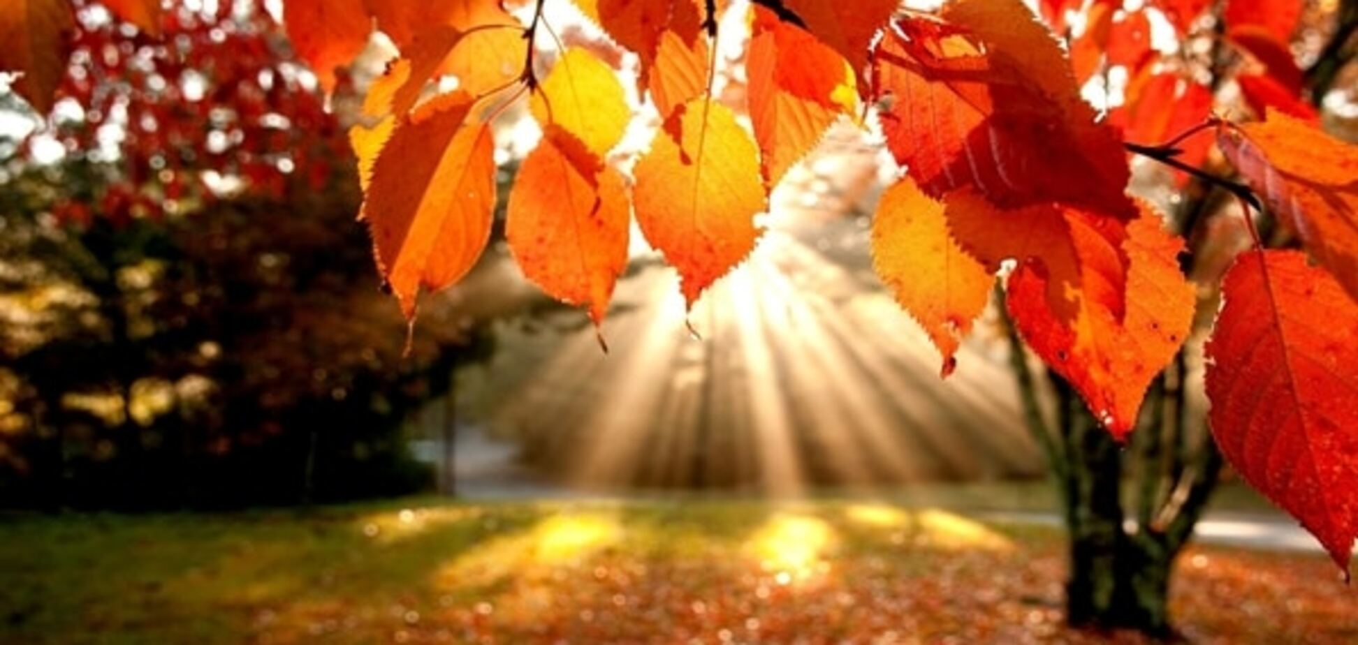 Лето не отступает. Начало новой недели будет солнечным