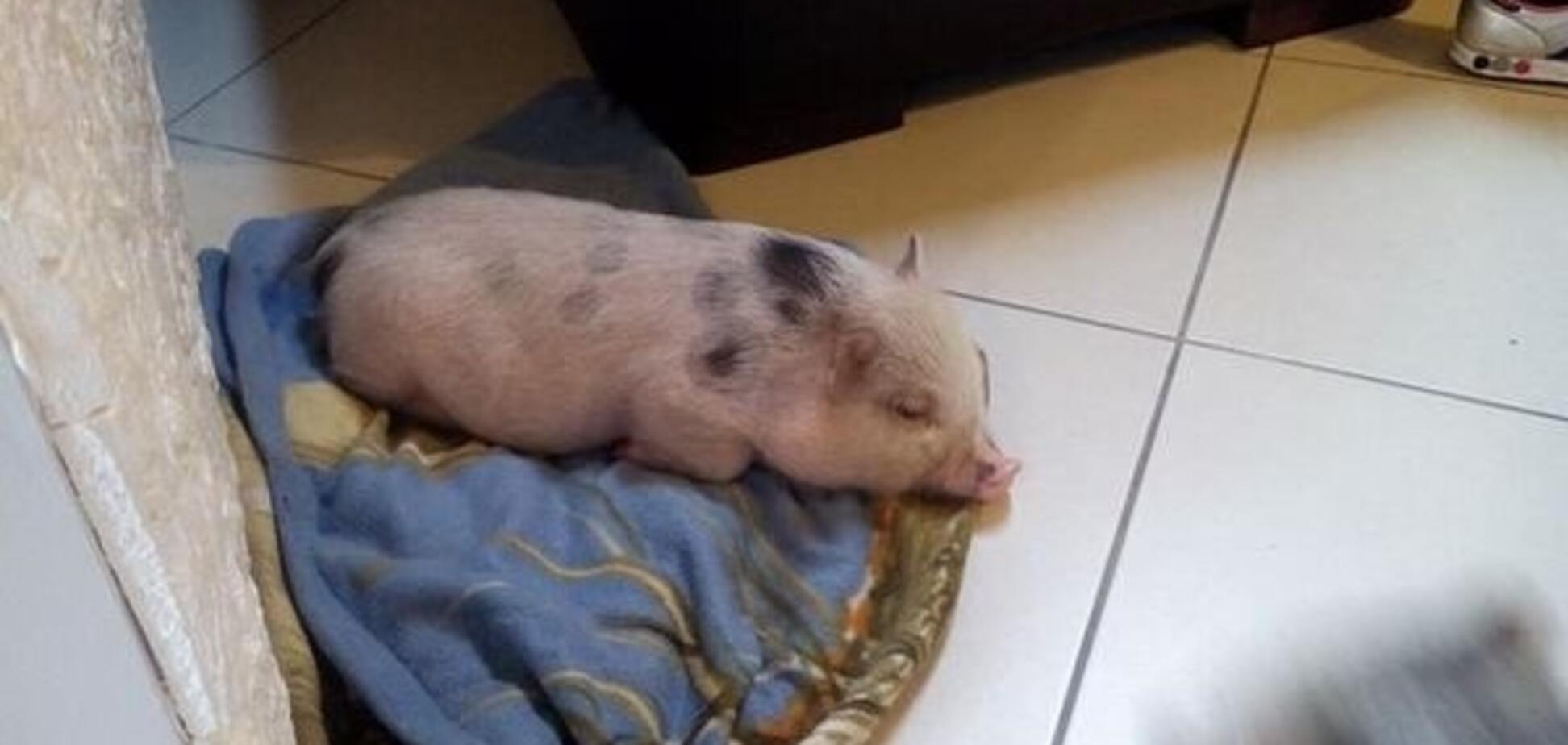 Скандальный Балотелли живет дома со свиньей: фотофакт
