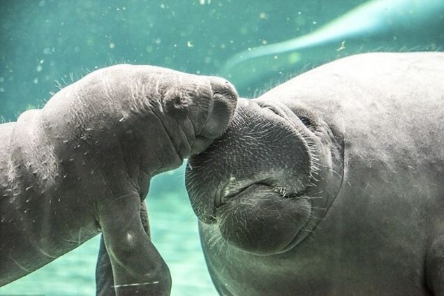 Грациозный танец самки ламантина с детенышем покорил зрителей зоопарка