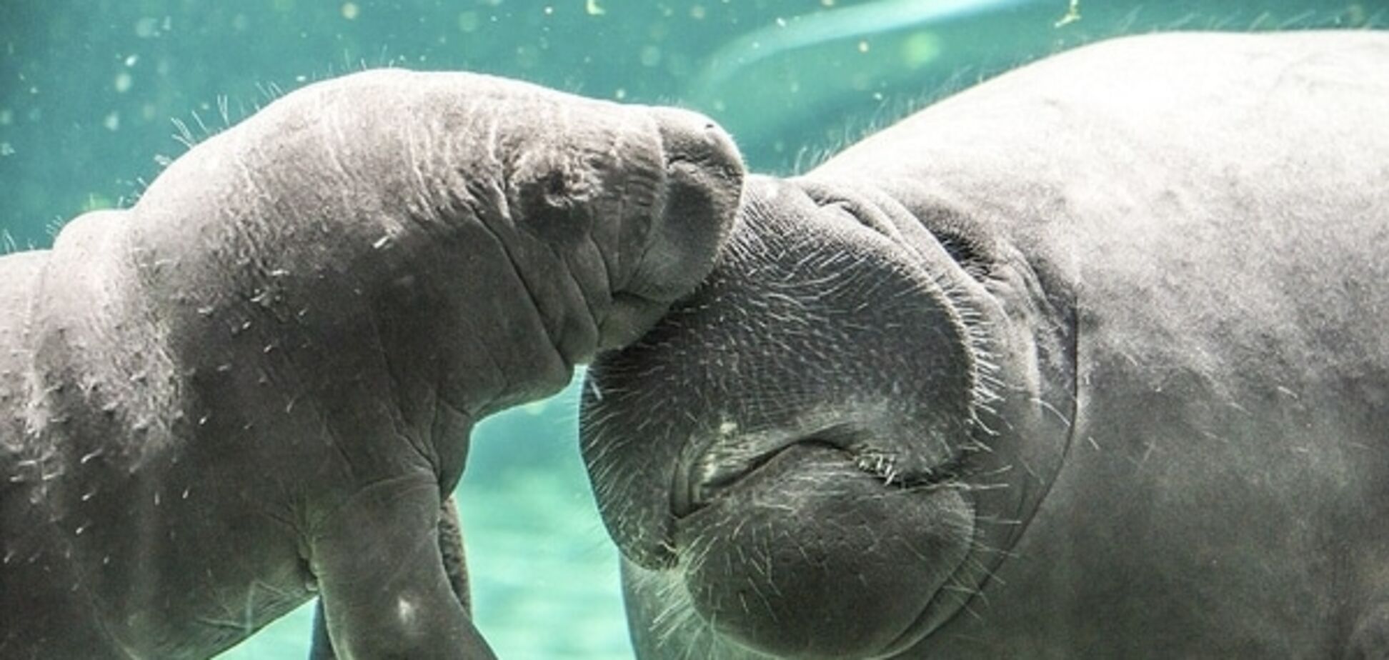 Грациозный танец самки ламантина с детенышем покорил зрителей зоопарка