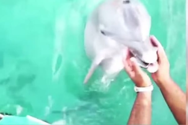 Настоящий друг: дельфин вернул девушке телефон, упавший в воду