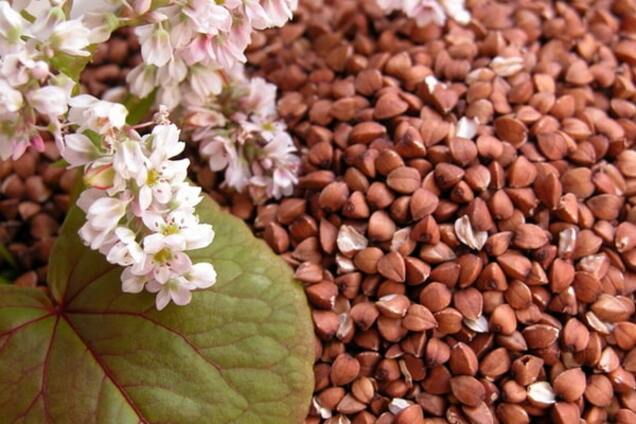 Эксперт назвал причины резкого взлета цен на гречку