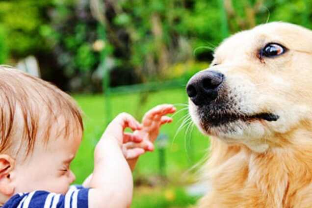 Сеть покорило видео с собакой и ребенком, которые радостно встретили главу семейства