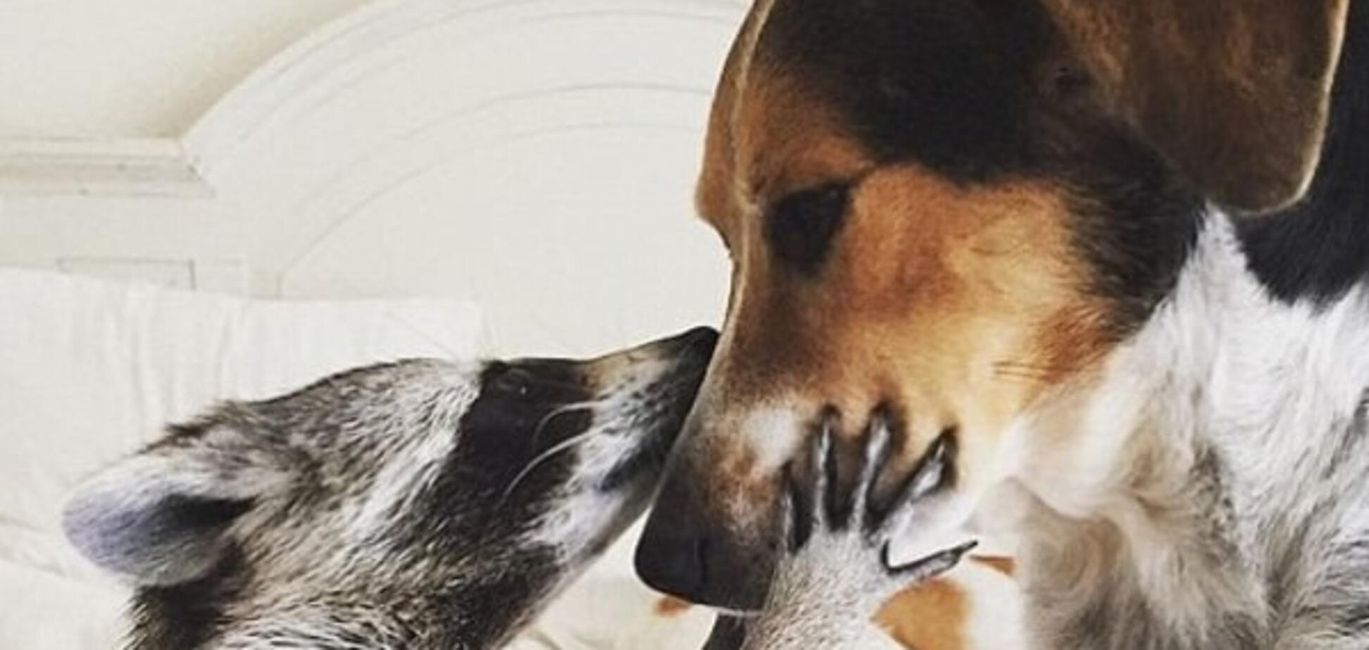 Семья спасла енота, и он стал лучшим другом для пса: фото мохнатых друзей