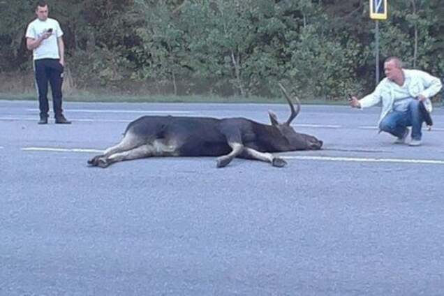 'Лося жалко!' Самые жесткие автомобильные аварии с животными