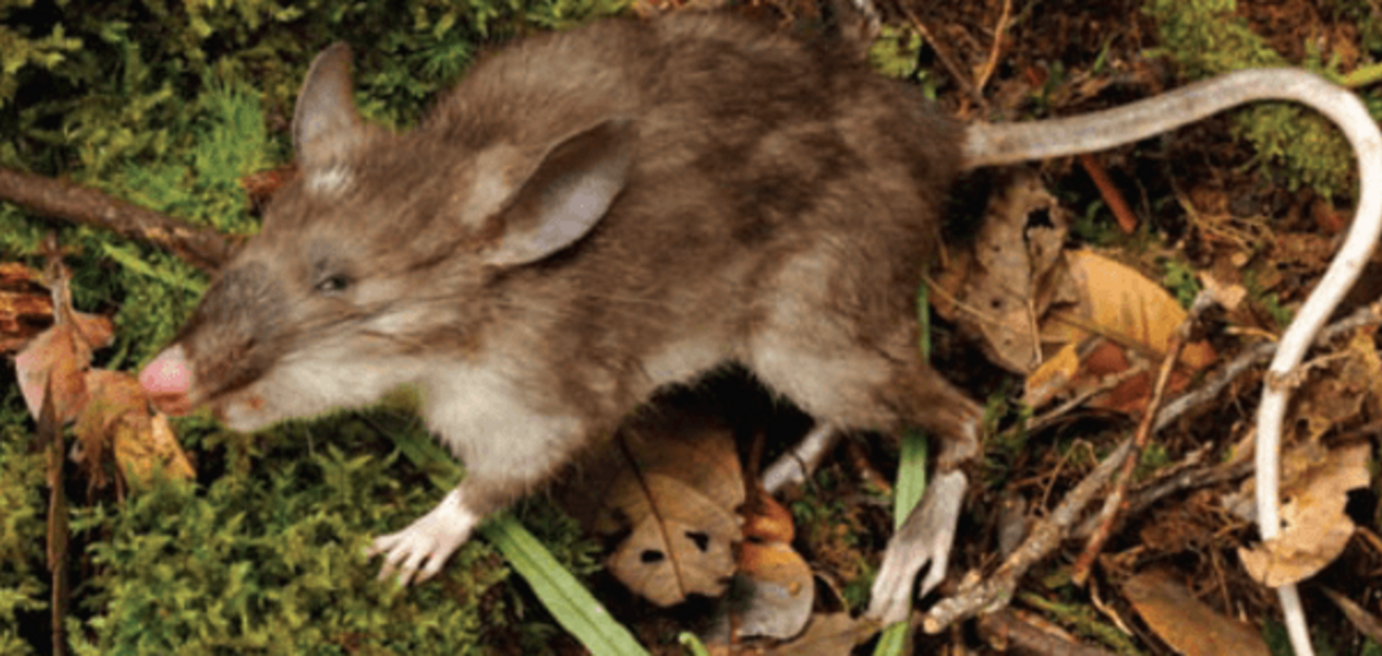 Природа удивила: в Индонезии нашли чудного 'крысокабана'