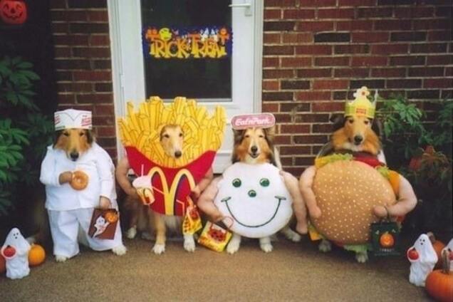 Топ-30 смешных костюмов для собак на Хэллоуин: веселые фото