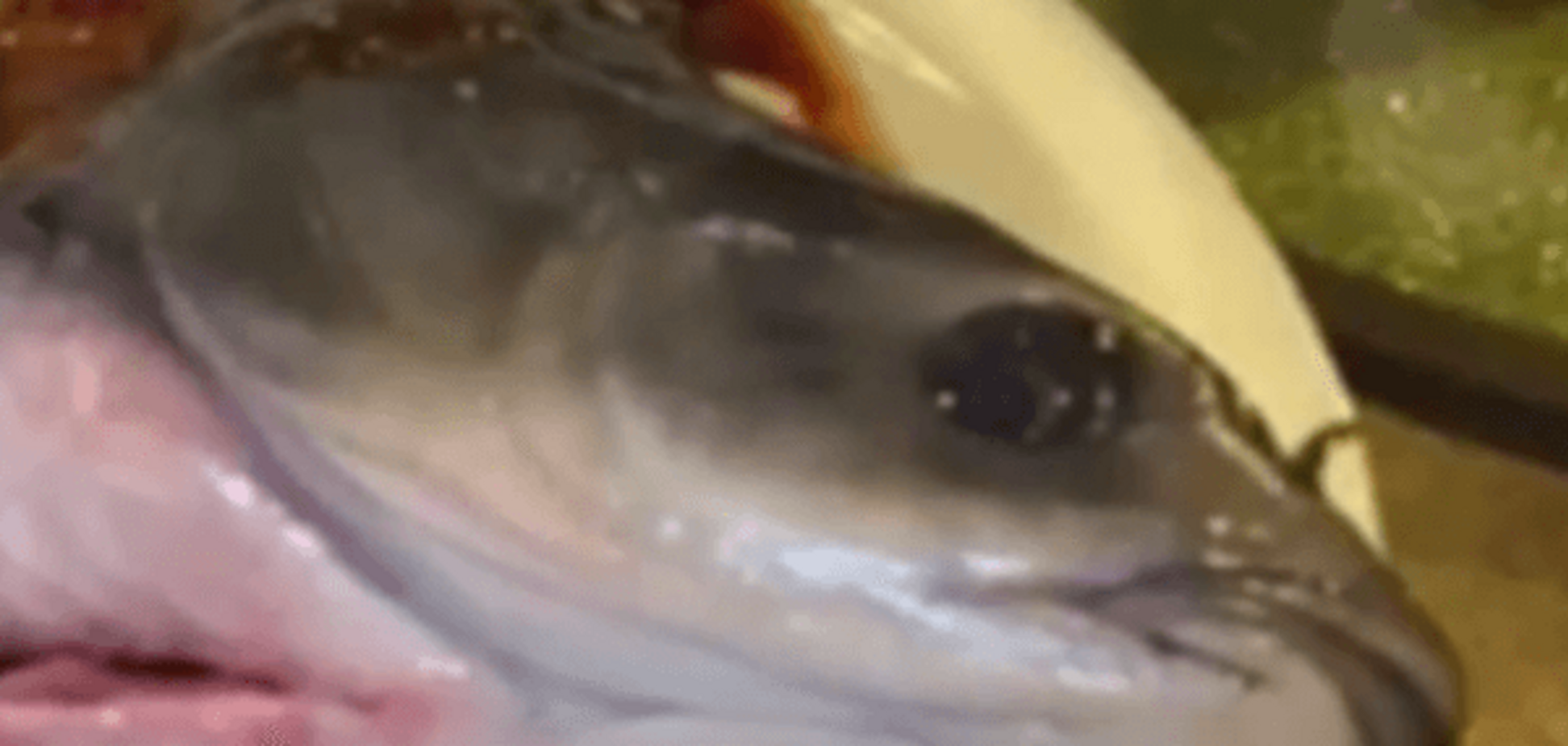 В Китае приготовленная рыба внезапно 'ожила' в тарелке: видеофакт