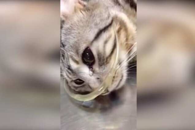 Пользователей сети растрогало видео, на котором плачет спасенный котенок