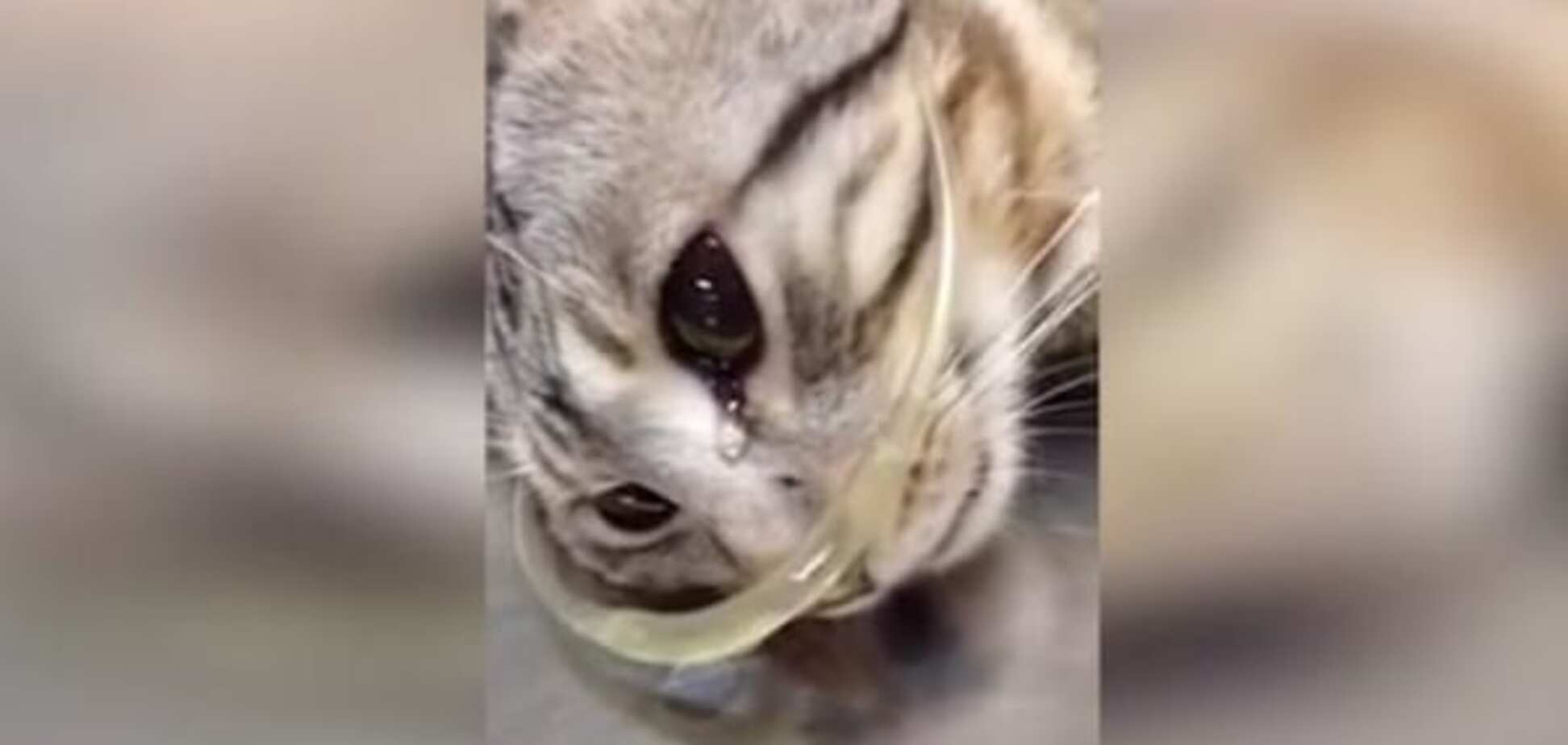 Пользователей сети растрогало видео, на котором плачет спасенный котенок