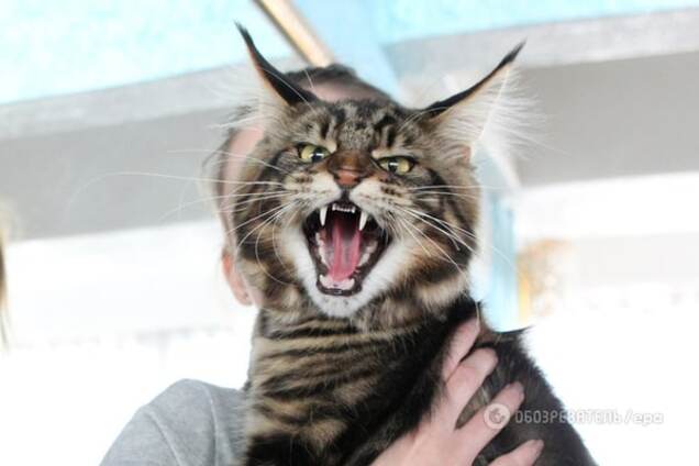 Мохнатые властелины: в США коты захватили дома своих хозяев