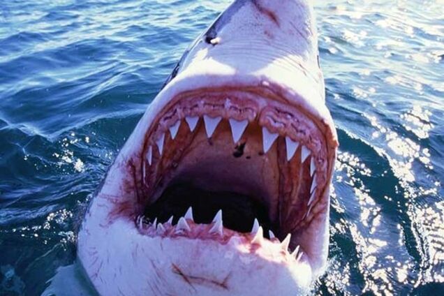 Нападение акулы спасло жизнь американцу, больному раком