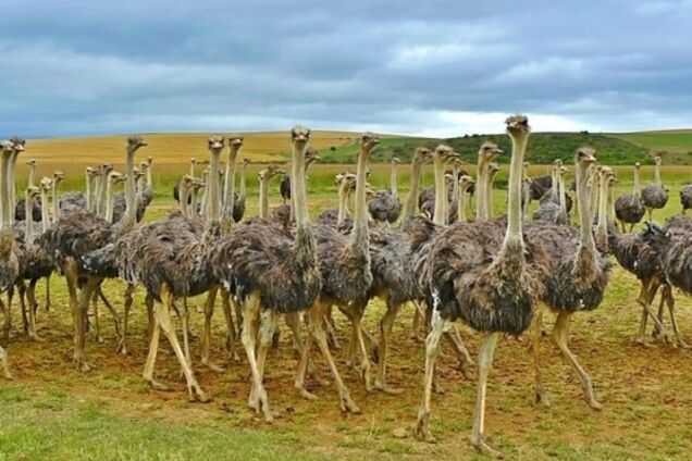 Премия 'Страуса': Путин-63, Юля в Гондурас и Сеня рядом с кроликом