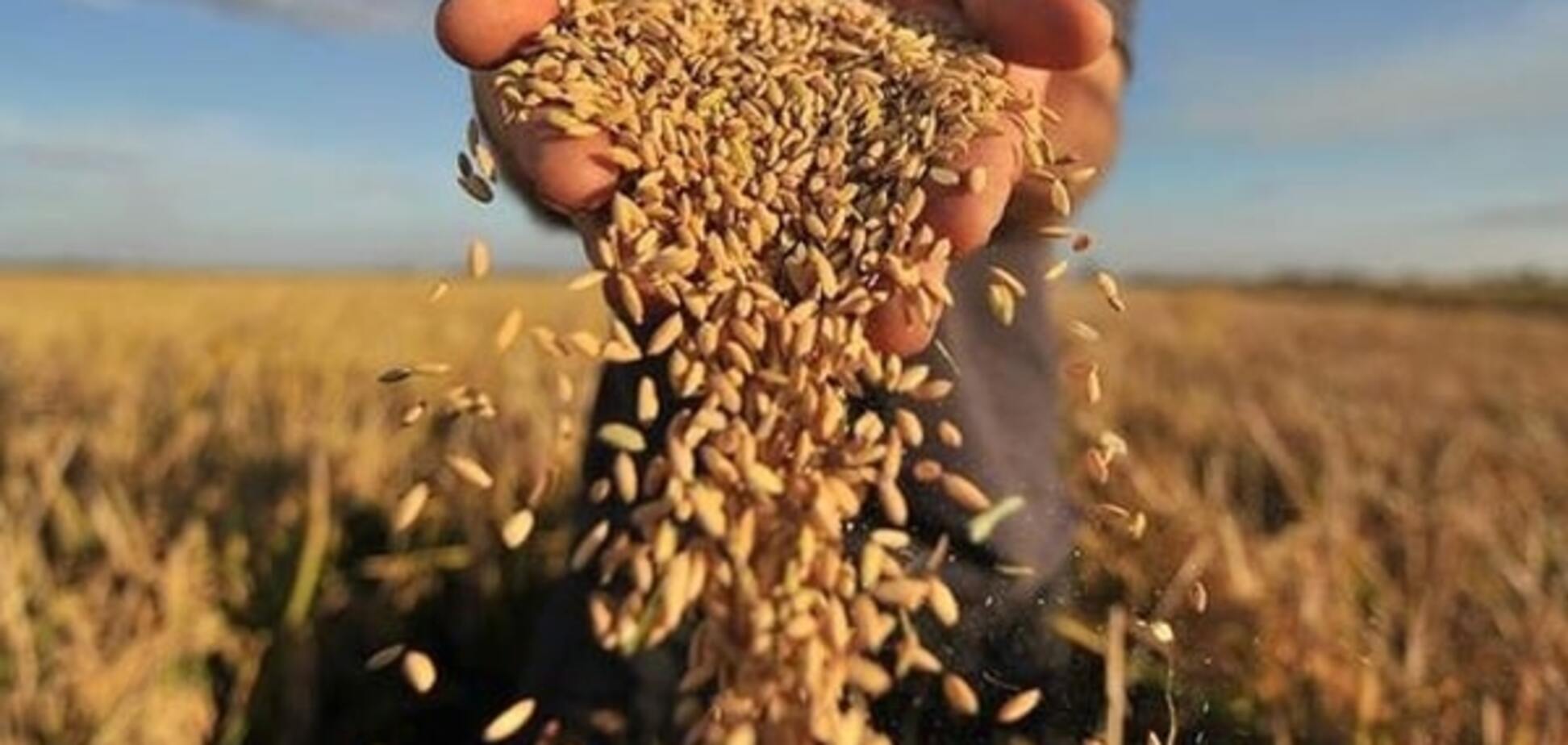 Украина экспортировала на сегодня 10,6 млн тонн зерна