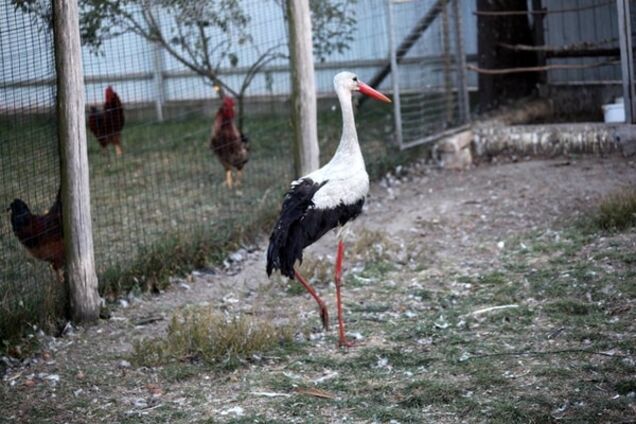Киевские волонтеры спасли аиста-потеряшку: ищут ему хозяина