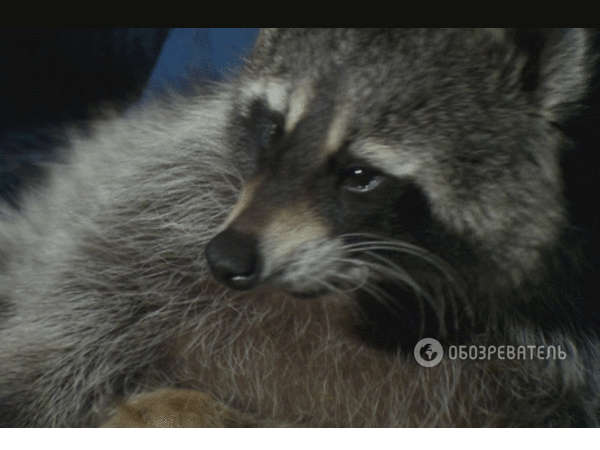 Домашній єнот: хижак б'ється за пельмені і краде сигарети