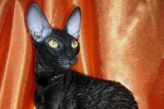 В Киеве выбрали самую красивую черную кошку: опубликовано фото