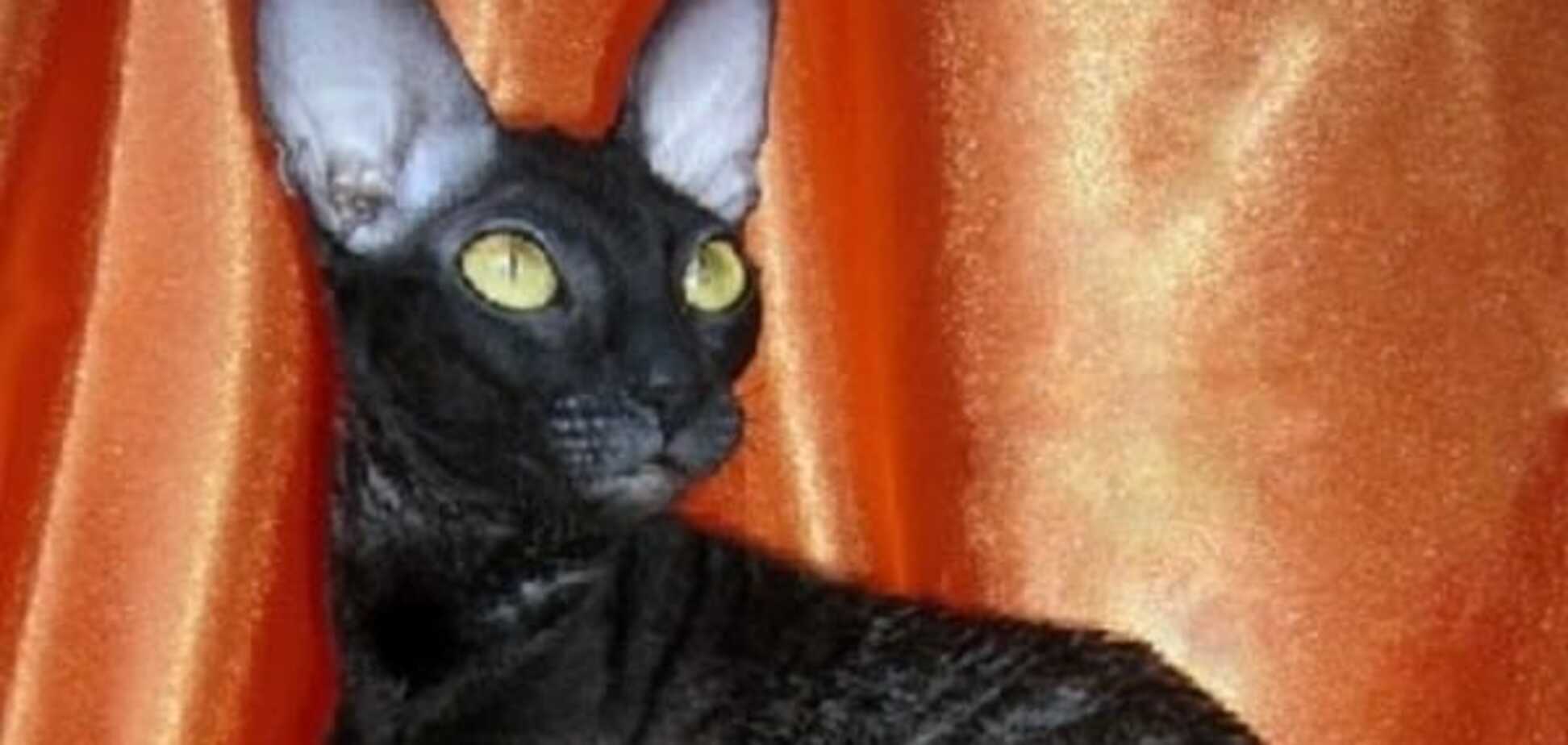 В Киеве выбрали самую красивую черную кошку: опубликовано фото