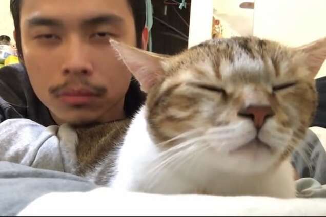 Найден кот с идеальным чувством ритма: видеофакт