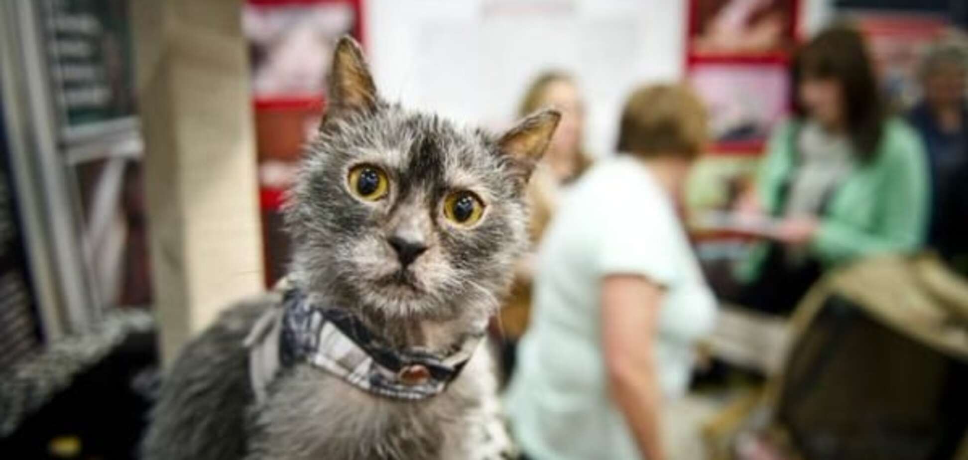 Ведут себя как собаки: кошки-оборотни стали хитом сети