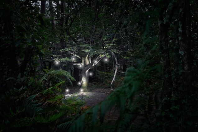 Фотограф раскрыл тайну блуждающих огоньков Франции