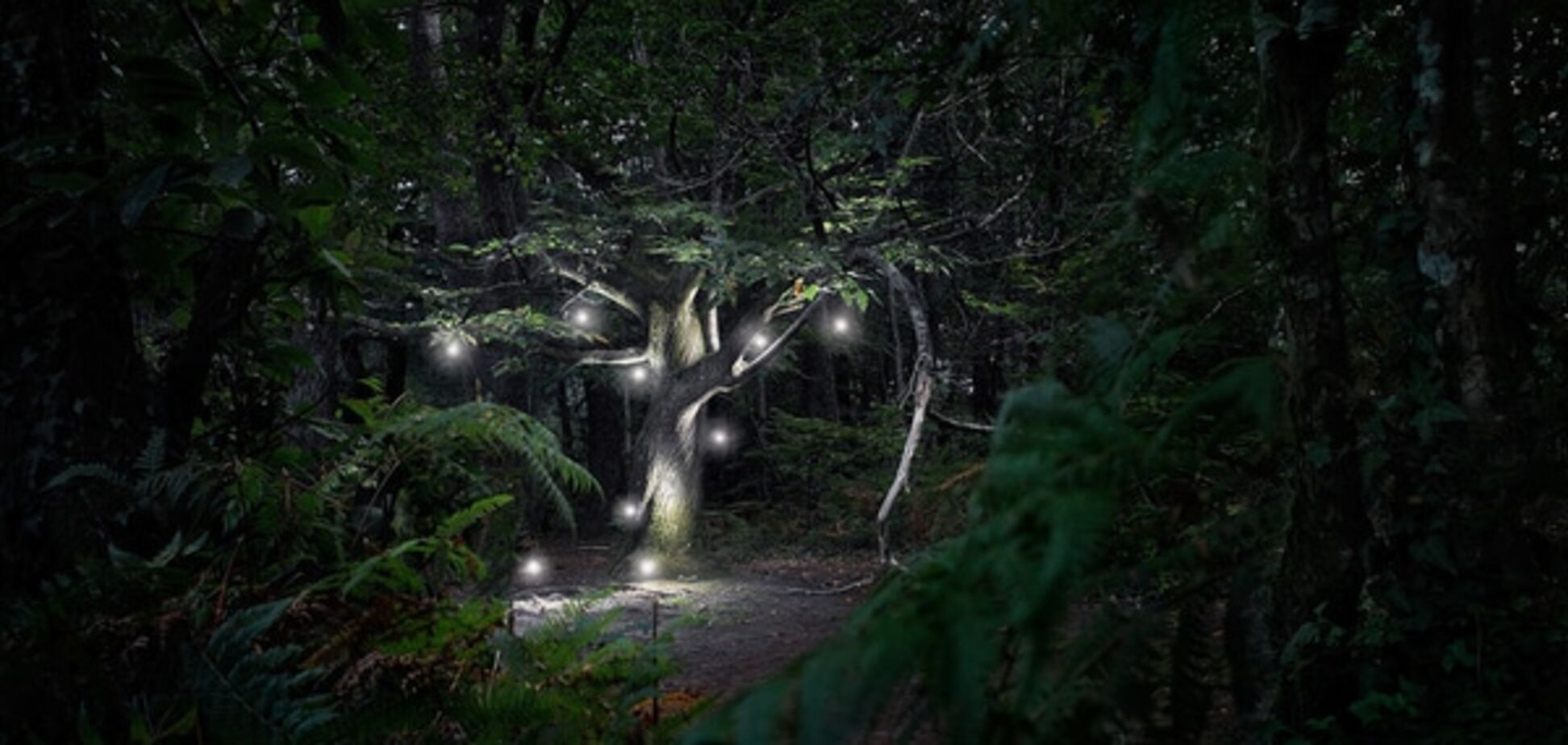 Фотограф раскрыл тайну блуждающих огоньков Франции