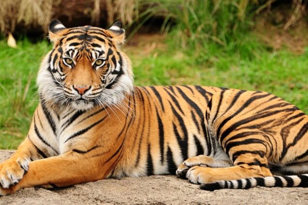 Головний модник зоопарку: тигр зробив селфі перед фотопасткою