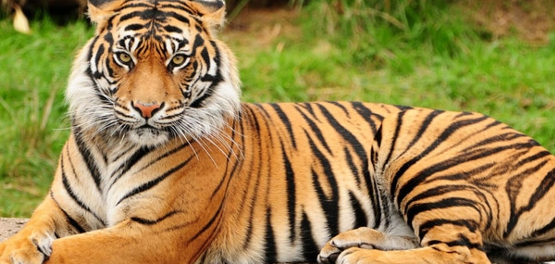 Главный модник зоопарка: тигр сделал селфи перед фотоловушкой