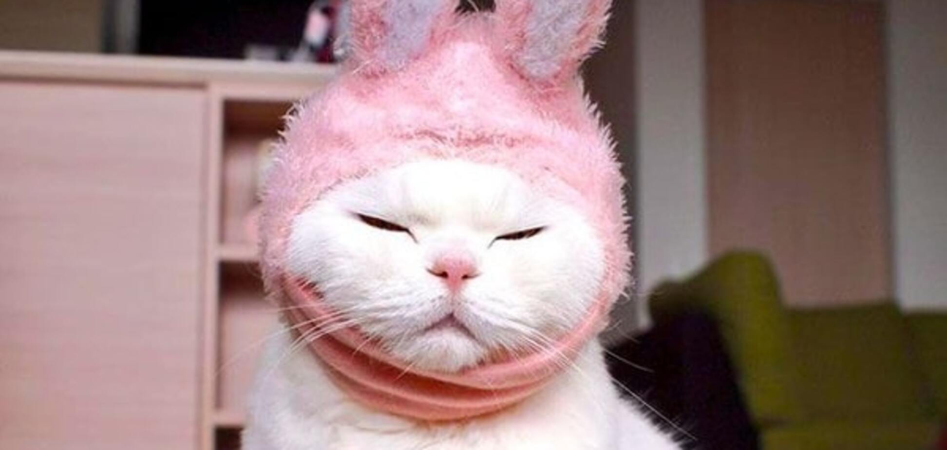 17-річна кішка стала зіркою мережі завдяки кумедним капелюшкам