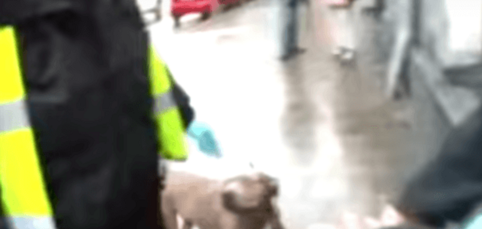 У Львові на поліцейських напав пітбультер'єр: відеофакт